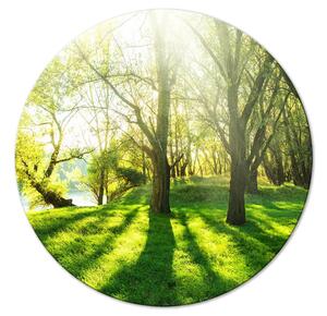 Kulatý obraz Slunečný les - fotografie stromů ozářených letními paprsky