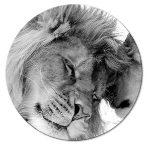 Kulatý obraz Milenecký pár - černobílá fotografie se dvěma lvy na savaně