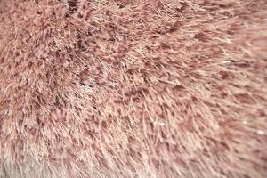Flair Rugs koberce Kusový koberec Dazzle Blush Pink - 60x110 cm