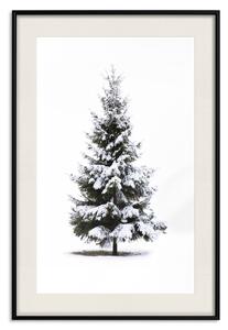 Plakát Zimní stromek - smrk pokrytý sněhem na bílém pevném pozadí