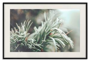 Plakát Zimní kouzlo - fotografie jehličnaté větve pokryté mrazem