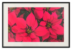 Plakát Krása Vánoc - intenzivní červené květy betlémské hvězdy