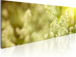 Obraz Louka v objektivu (1-dílný) - oáza štěstí v květinové přírodě