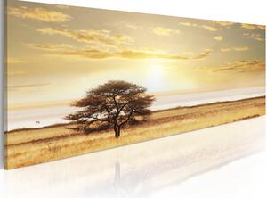 Obraz Strom uprostřed polí (1-dílný) - krajina savany v zlatém světle