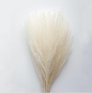 Sušené květiny Feather Pampas White COOEE Design