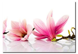 Obraz Magnólie (1-dílný) - příroda s růžovými květy na bílém pozadí