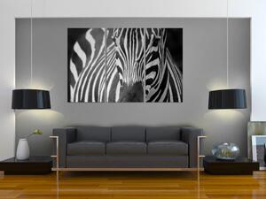 Obraz Paní Zebra