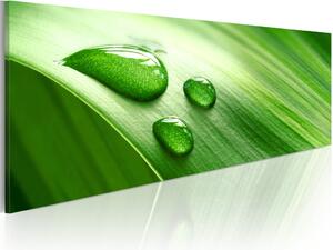 Obraz Harmonie přírody (1-dílný) - zen s zeleným listem a kapkou vody