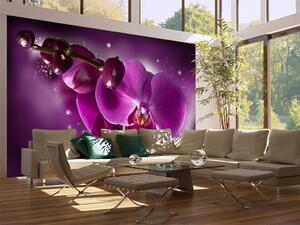 Fototapeta Pohádka a orchidej - fantazie květinového motivu v odstínech fialové