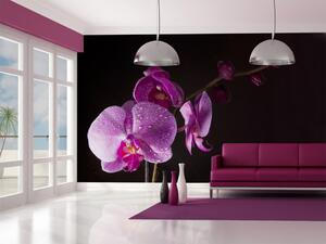 Fototapeta Elegantní orchidej - květinový motiv s kapkami rosy na černém pozadí