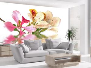Fototapeta Tropické květy - orchideje a barevný květinový motiv na bílém pozadí