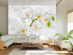 Fototapeta Lyrická orchidej - světlý květinový motiv v bílé s prvky zeleně