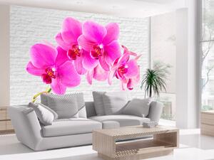 Fototapeta Růžové vzrušení - energetické orchideje na bílém pozadí s cihlou