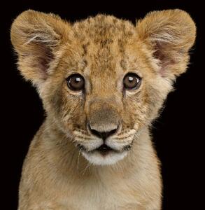 DIMEX | Vliesová fototapeta Malý lvíček MS-5-0541 | 375 x 250 cm| béžová, černá, hnědá