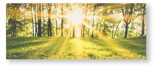 Tištěný obraz Les ve slunci 105887, Tranquil Forest Fields, Wall Art, Graham & Brown