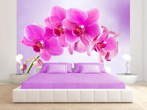 Fototapeta Zamyšlení - růžové květy orchideje na pozadí v odstínech fialové