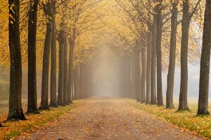 Fototapeta Stromy - podzimní tunel - krajina stromů s žlutými listy kolem cesty
