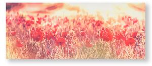 Tištěný obraz Vlčí máky 105886, Peaceful Poppy Fields, Wall Art, Graham & Brown