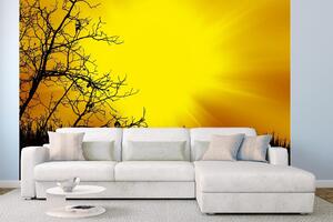 DIMEX | Vliesová fototapeta Černé stromy MS-5-1840 | 375 x 250 cm| černá, žlutá, oranžová