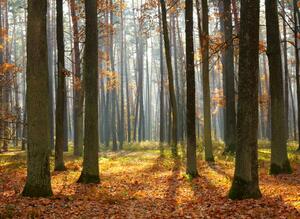 Fototapeta Podzimní stromy - lesní krajina s vysokými stromy a barevnými listy