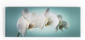 Obraz Orchideje 40-615, Teal orchid, Wall Art, Graham Brown