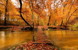 Fototapeta Dřevěný most v lese - krajina s řekou uprostřed barevných stromů