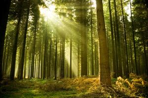 Fototapeta Sosnový les - zelená krajina s vysokými stromy v paprscích slunce