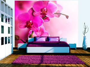 Fototapeta Růžové květy orchidejí - přírodní rostlinný motiv na jemném pozadí