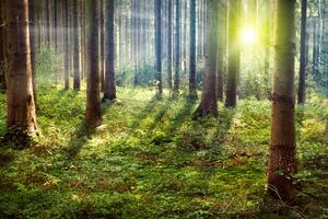 Fototapeta Úžasný ráno - krajina zeleného lesa mezi paprsky slunce
