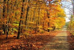 Fototapeta Les - lesní stezka obklopená podzimními stromy s barevnými listy