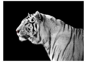 Fototapeta Bílý tygr