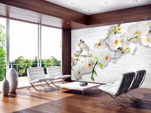 Fototapeta Kvete příroda - kompozice s orchidejí s poupátky na pozadí bílé zdi