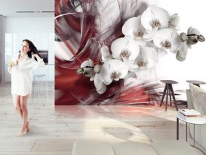 Fototapeta Abstrakce s květinami - černobílá orchidej na pozadí bordó motivu