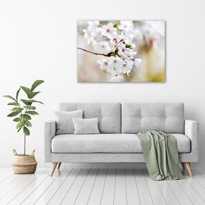 Moderní obraz canvas na rámu Květy višně pl-oc-100x70-f-100965392