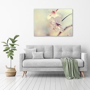 Foto obraz na plátně do obýváku Květ višně pl-oc-100x70-f-102906126