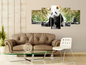 Obraz Rozkošný medvěd panda (5-dílný) - zvíře z Asie v stonovaných barvách