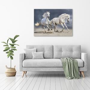 Foto obraz tištěný na plátně Bílí koně pláž pl-oc-100x70-f-106869148