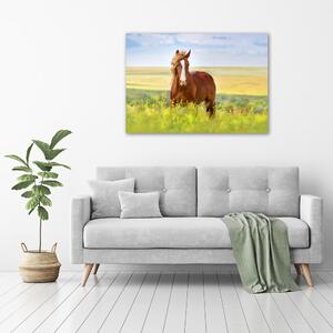 Foto obraz na plátně do obýváku Hnědý kůň pl-oc-100x70-f-111439137