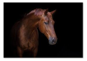 Foto-obrah sklo tvrzené Hnědý kůň pl-osh-100x70-f-114030424