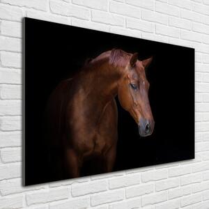Foto-obrah sklo tvrzené Hnědý kůň pl-osh-100x70-f-114030424