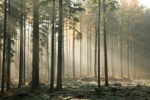 Fototapeta Ráno v lese - krajina s vysokými stromy ve slunečních paprscích