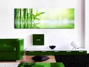 Obraz Zelený bambus