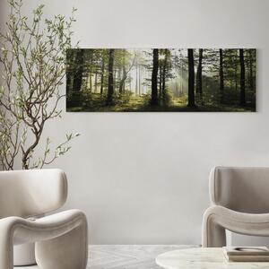 Obraz Les ve světle dne (1-dílný) - Krajina zelených stromů přírody