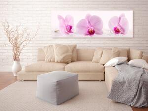 Obraz Tři orchideje - romantické růžové květy orchidejí na bílém pozadí