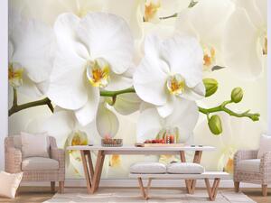 Fototapeta Větvička orchideje - něžná kompozice s bílými květy