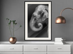 Plakát Sloní portrét - černobílá kompozice s africkým zvířetem