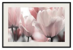 Plakát Báječné tulipány