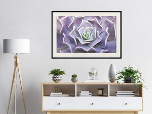 Plakát Fialový sukulent - rostlinná kompozice v levandulově fialových listech