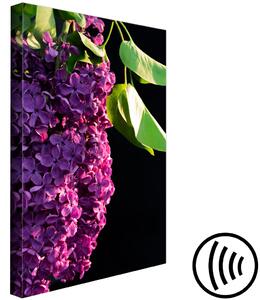 Obraz Šeřík obecný - fotografie fialového květu a listů na černém pozadí