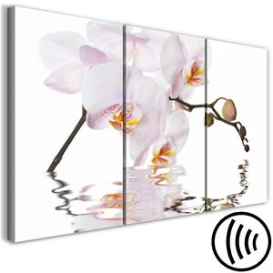 Obraz Růžová orchidej - triptych s kvetoucím květem orchideje na bílém pozadí